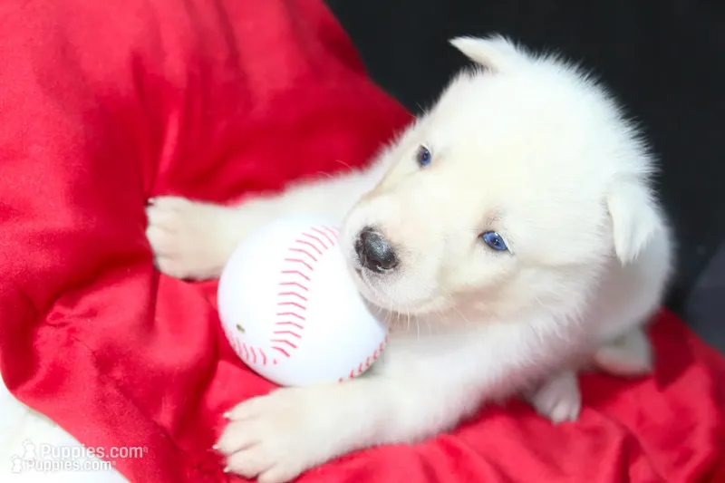 harley – Siberian Husky puppy for sale in North Carolina, NC