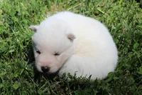 alba, a female Siberian Husky for sale in North Carolina, NC – 3 of 7