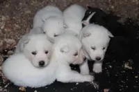 alba, a female Siberian Husky for sale in North Carolina, NC – 2 of 7