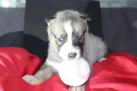 pepper, a female Siberian Husky for sale in North Carolina, NC – 5 of 9