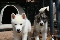 JAX, a male Siberian Husky for sale in North Carolina, NC – 3 of 3