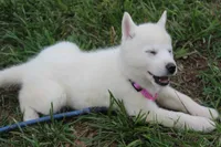 minnie, a female Siberian Husky for sale in North Carolina, NC – 2 of 5