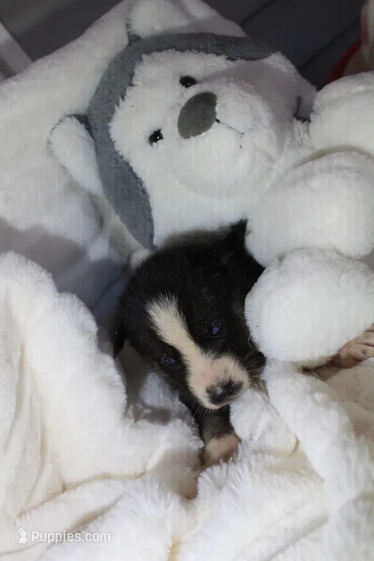 saben – Siberian Husky puppy for sale in North Carolina, NC