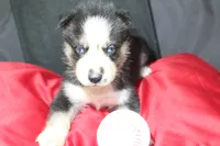 muddles, a female Siberian Husky for sale in North Carolina, NC – 6 of 7