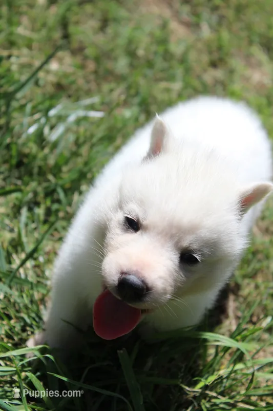 Selena – Siberian Husky puppy for sale in North Carolina, NC