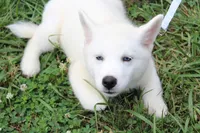 minnie, a female Siberian Husky for sale in North Carolina, NC – 8 of 9