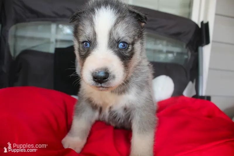ryder, a male Siberian Husky for sale in North Carolina, NC – 1 of 4