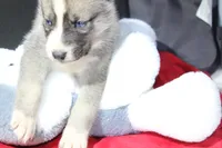 pepper, a female Siberian Husky for sale in North Carolina, NC – 2 of 9