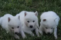 alba, a female Siberian Husky for sale in North Carolina, NC – 1 of 7