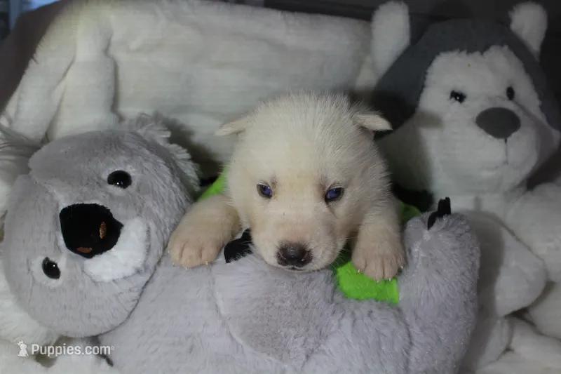 avalanche – Siberian Husky puppy for sale in North Carolina, NC