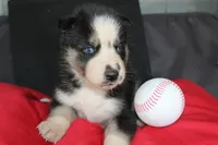muddles, a female Siberian Husky for sale in North Carolina, NC – 3 of 7