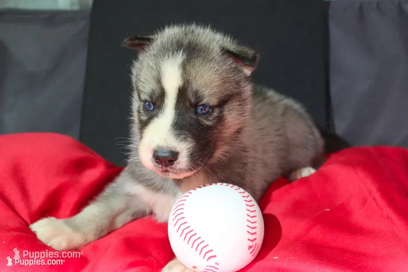 pepper – Siberian Husky puppy for sale in North Carolina, NC