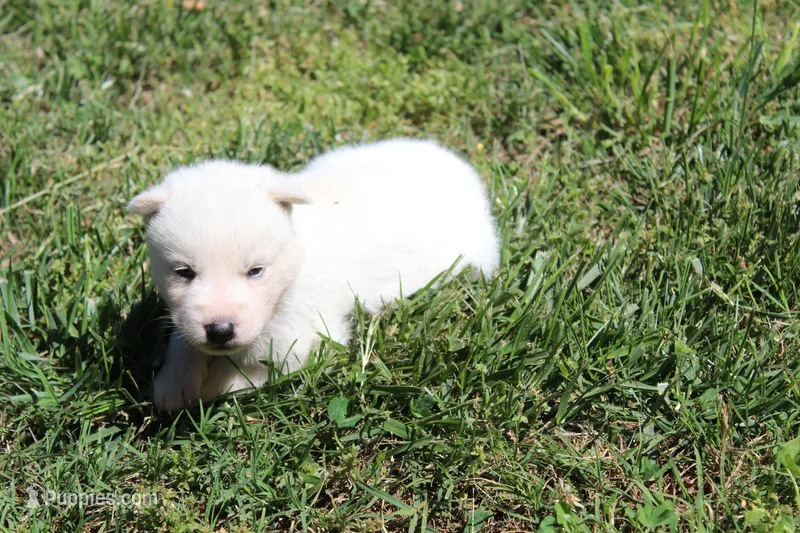 alba – Siberian Husky puppy for sale in North Carolina, NC