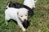 alba, a female Siberian Husky for sale in North Carolina, NC – 6 of 7