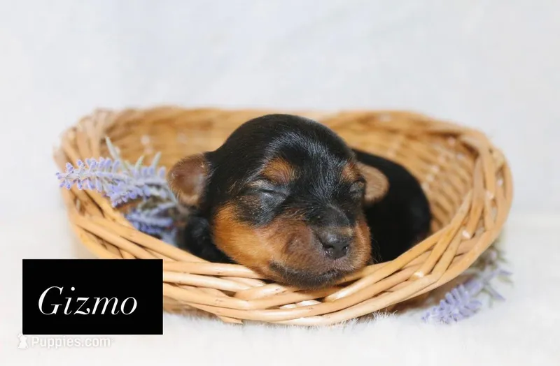 Gizmo – Yorkshire Terrier puppy for sale in Hillsboro, TX