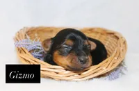 Gizmo, a male Yorkshire Terrier for sale in Hillsboro, TX – 1 of 2