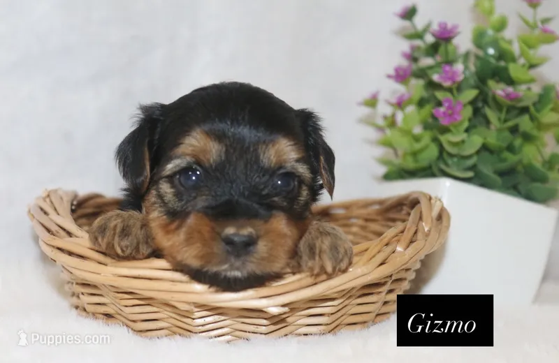 Gizmo – Yorkshire Terrier puppy for sale in Hillsboro, TX