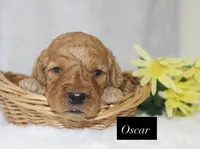 Oscar, a male Goldendoodle for sale in Hillsboro, TX – 1 of 1