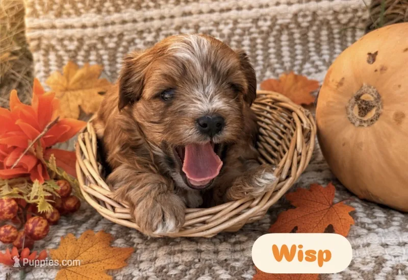 Wisp – Yorkshire Terrier puppy for sale in Hillsboro, TX
