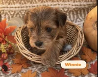 Winnie, a female Yorkshire Terrier for sale in Hillsboro, TX – 6 of 6