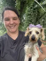 Sally, a female Yorkshire Terrier for sale in Hillsboro, TX – 3 of 4
