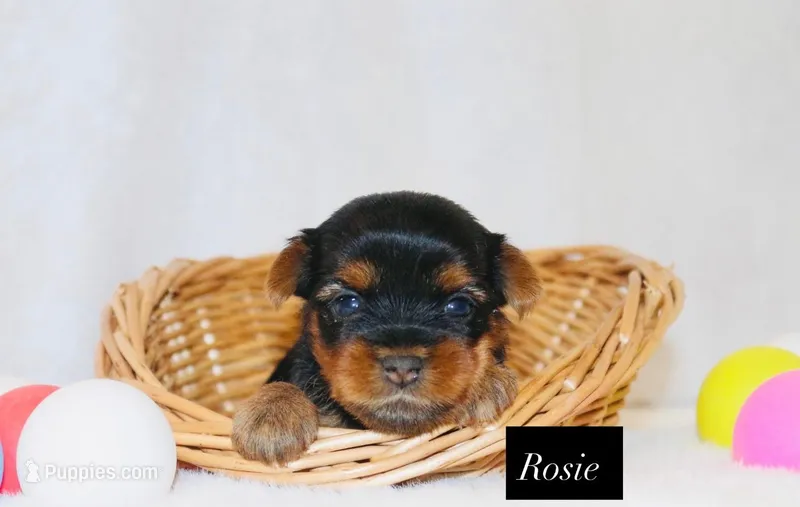Rosie – Yorkshire Terrier puppy for sale in Hillsboro, TX