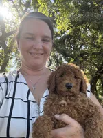 Nova, a female Goldendoodle for sale in Hillsboro, TX – 7 of 7