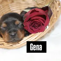 Gemma, a female Yorkshire Terrier for sale in Hillsboro, TX – Photo 1 of 3