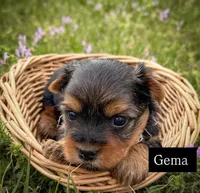 Gemma, a female Yorkshire Terrier for sale in Hillsboro, TX – Photo 2 of 3