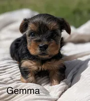 Gemma, a female Yorkshire Terrier for sale in Hillsboro, TX – Photo 3 of 3