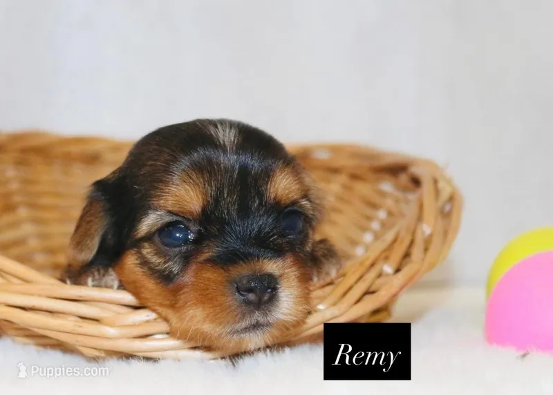 Remy  – Yorkshire Terrier puppy for sale in Hillsboro, TX
