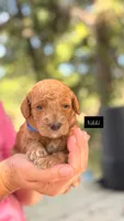 Nikki, a female Goldendoodle for sale in Hillsboro, TX – 1 of 1