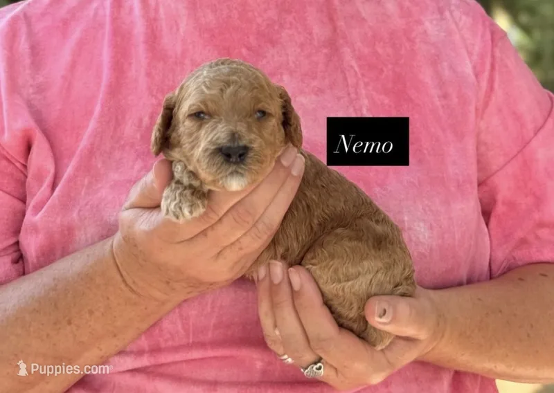Nemo – Goldendoodle puppy for sale in Hillsboro, TX