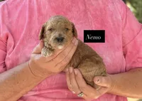 Nemo, a male Goldendoodle for sale in Hillsboro, TX – 1 of 1