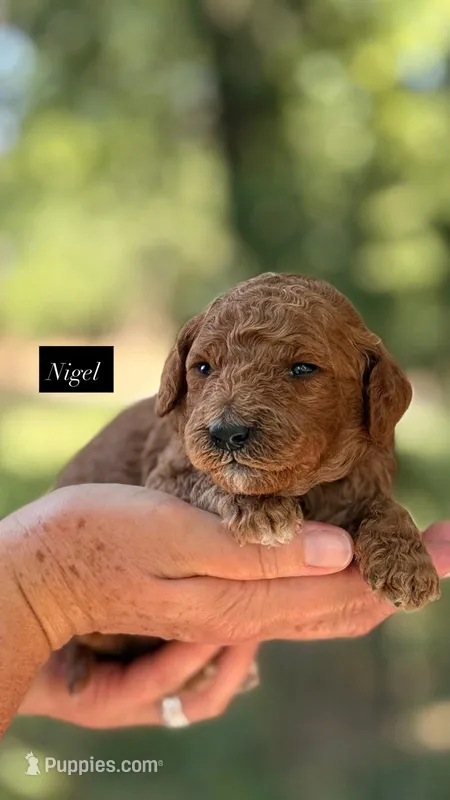 Nigel – Goldendoodle puppy for sale in Hillsboro, TX