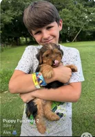 Alex, a male Yorkshire Terrier for sale in Hillsboro, TX – 6 of 8