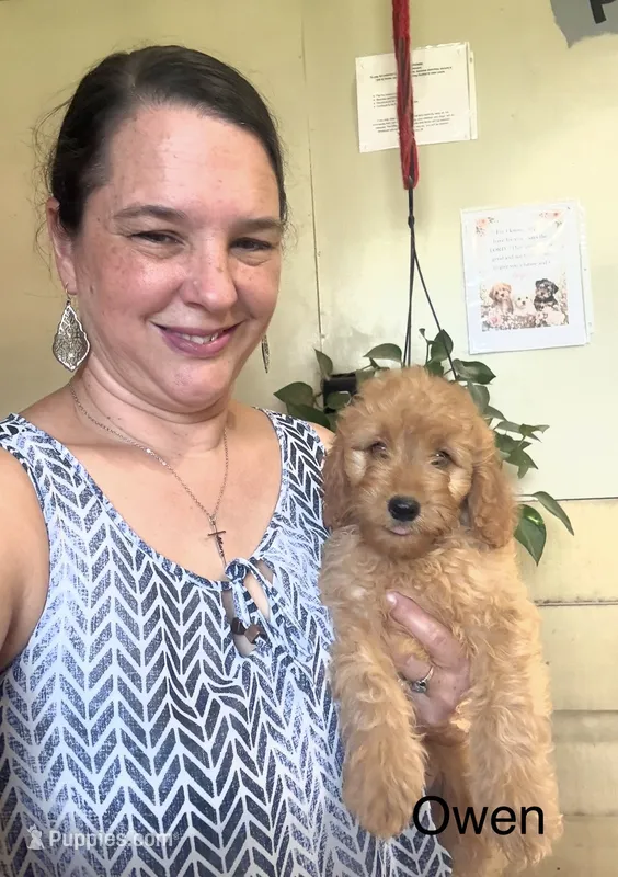 Owen  – Goldendoodle puppy for sale in Hillsboro, TX