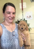 Owen , a male Goldendoodle for sale in Hillsboro, TX – 1 of 6