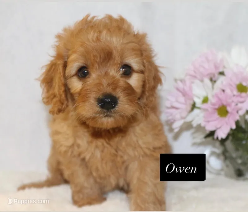 Owen  – Goldendoodle puppy for sale in Hillsboro, TX