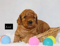 Levi, a male Goldendoodle for sale in Hillsboro, TX – 2 of 2