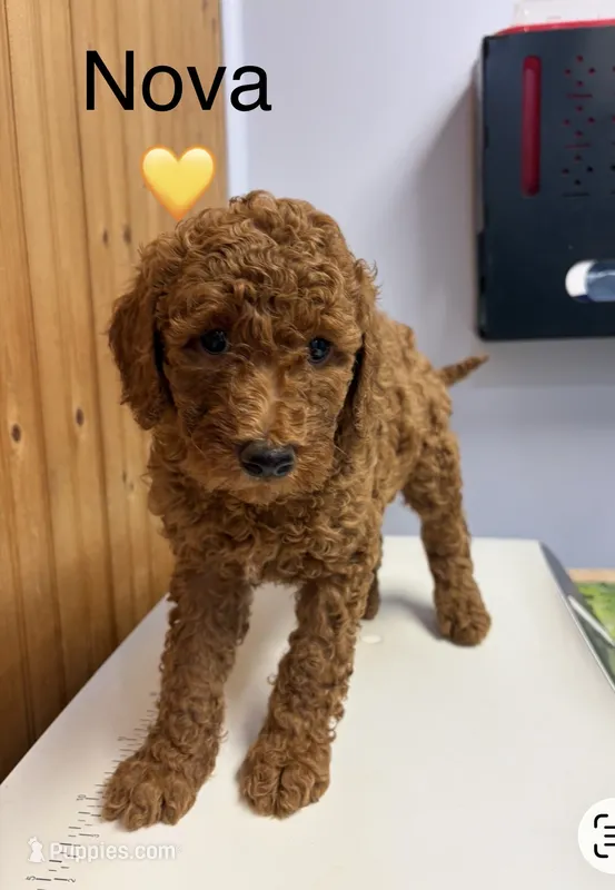 Nova – Goldendoodle puppy for sale in Hillsboro, TX