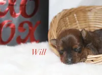 Will , a male Yorkshire Terrier for sale in Hillsboro, TX – Photo 1 of 2