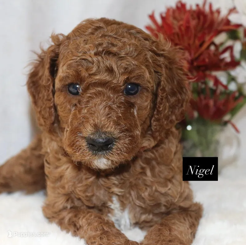 Nigel – Goldendoodle puppy for sale in Hillsboro, TX