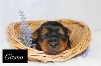 Gizmo, a male Yorkshire Terrier for sale in Hillsboro, TX – 2 of 2