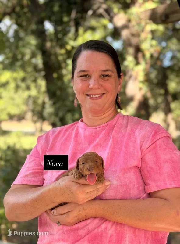 Nova – Goldendoodle puppy for sale in Hillsboro, TX
