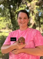Nova, a female Goldendoodle for sale in Hillsboro, TX – 1 of 1