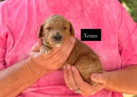Nemo, a male Goldendoodle for sale in Hillsboro, TX – 2 of 2