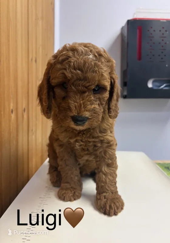 Luigi – Goldendoodle puppy for sale in Hillsboro, TX