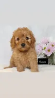 Owen , a male Goldendoodle for sale in Hillsboro, TX – 6 of 6