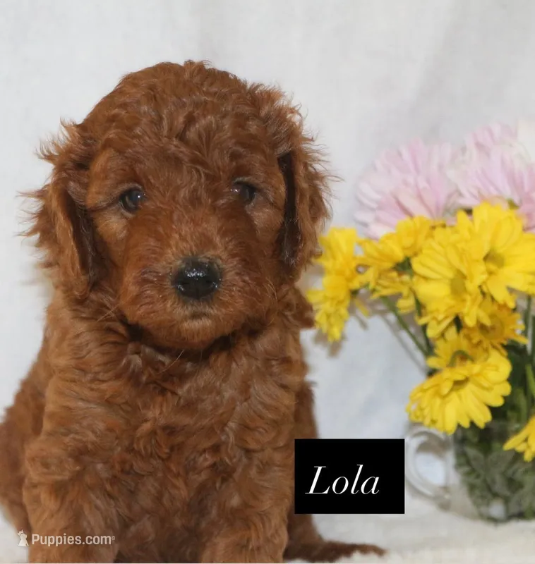 Lola – Goldendoodle puppy for sale in Hillsboro, TX
